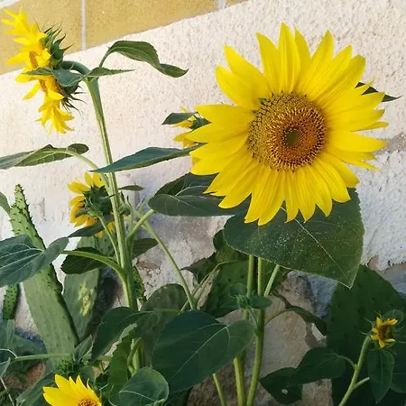 Apartment La Casa Dei Girasoli *