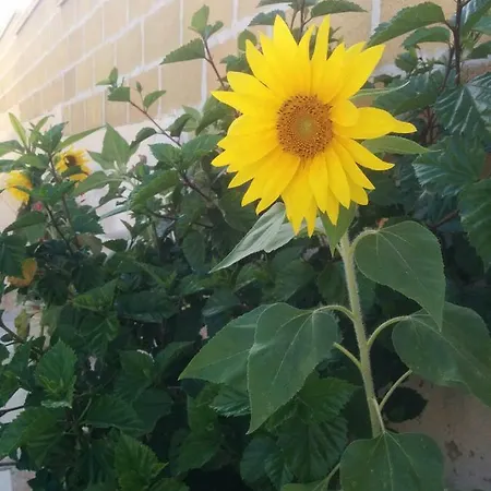 Apartment La Casa Dei Girasoli