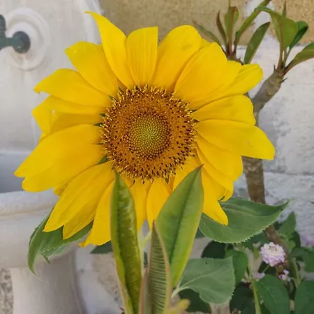 La Casa Dei Girasoli