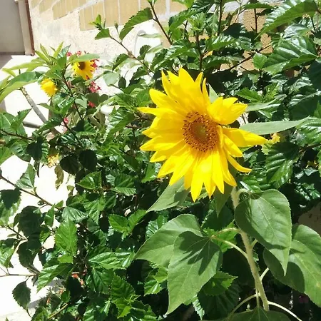 Apartment La Casa Dei Girasoli *